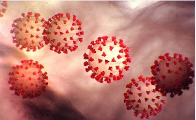 Um aviso do Covid-19 aos humanos