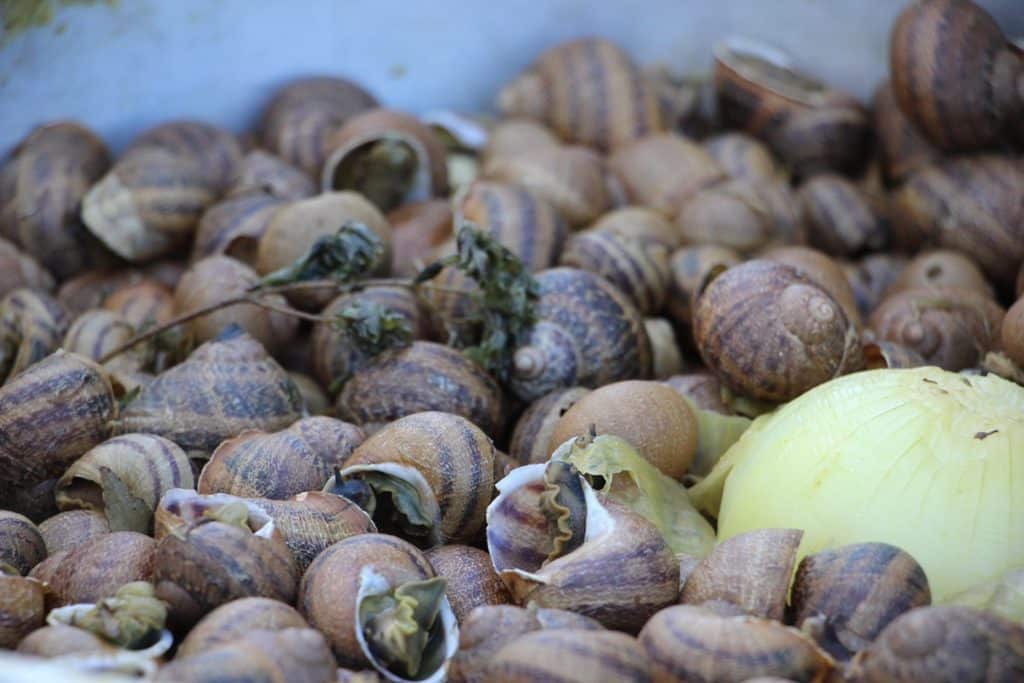 Festival do Caracol será com comida-para-fora