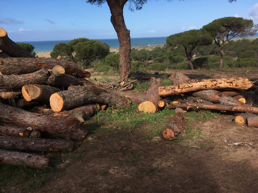 Câmara Municipal de Loulé exige replantação das árvores abatidas nos terrenos do Ancão