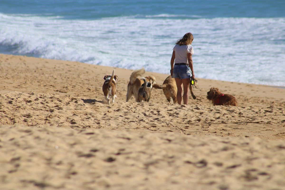 Praias para cães na província de Huelva