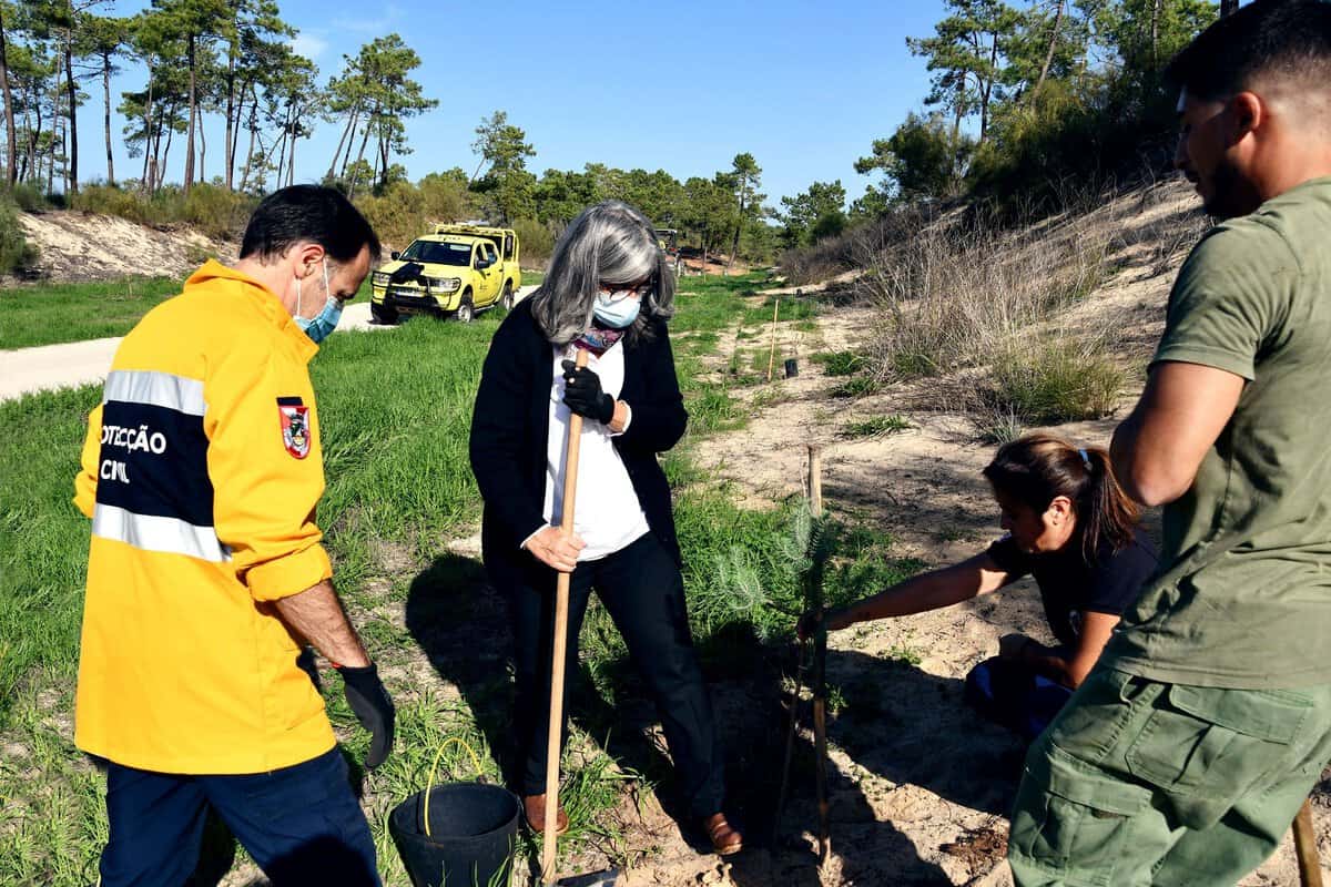 Novos pinheiros mansos no caminho dos «Três Pauzinhos»