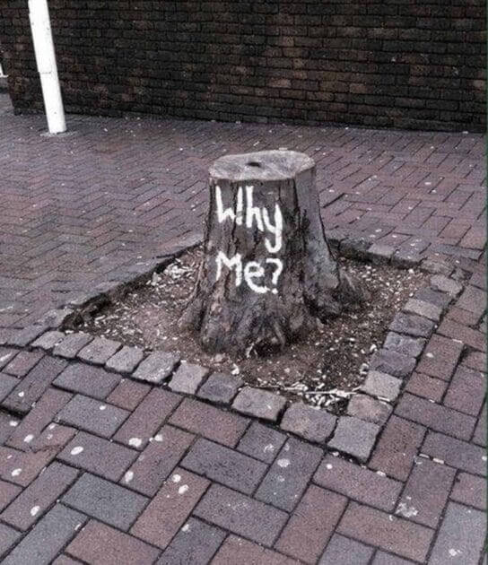 Uma árvore a falar pelas outras