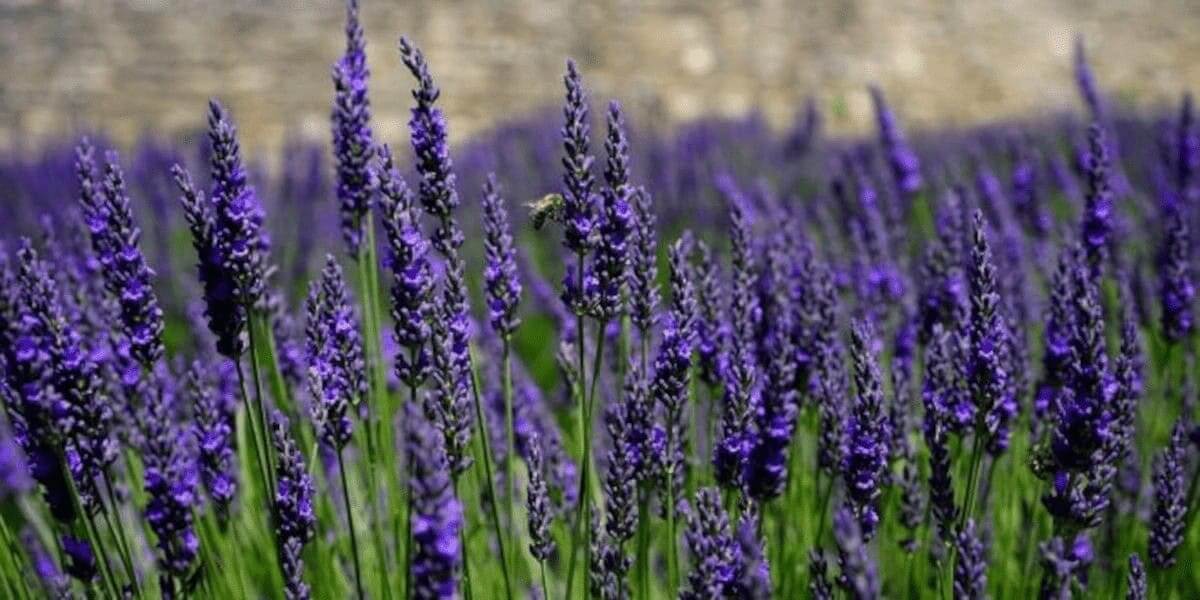 Jardins sustentáveis com plantas autóctones projeto da UÉ