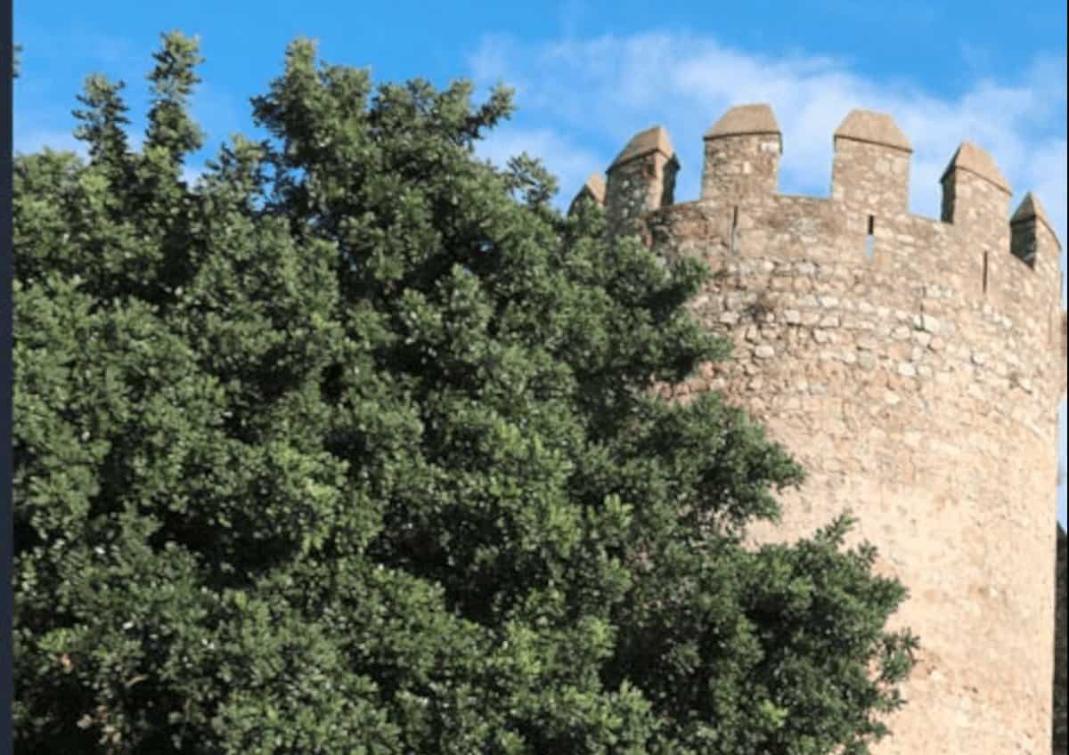 Serpa planta alfarrobeiras na Zona Sul