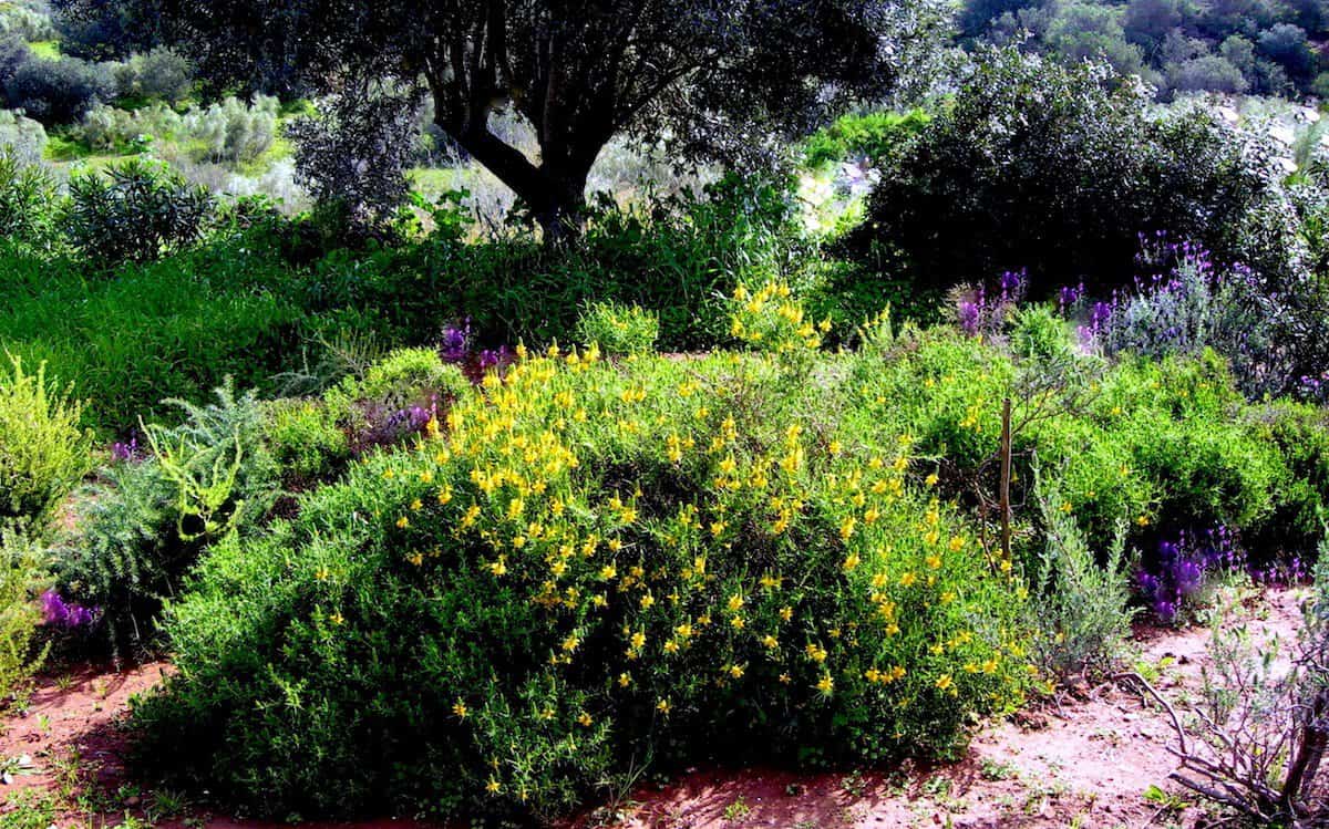 Jardim da Flora Algarvia em Cacela Velha