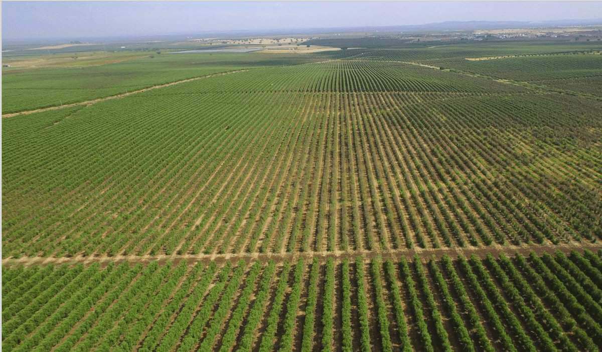 EDIA divulga estudo sobre o olival no Alqueva