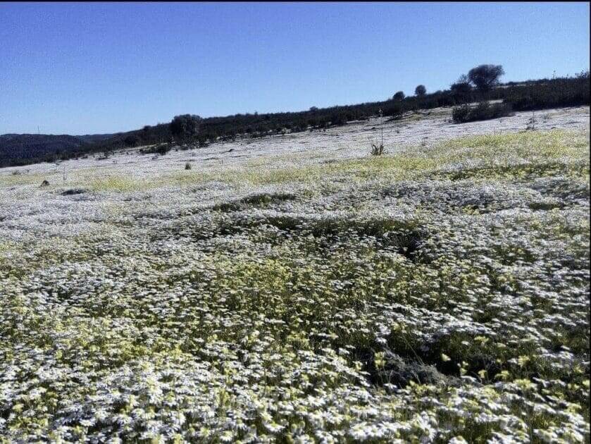 Mesquita – Mértola