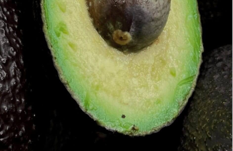 Parecer negativo a exploração de abacates em Lagos