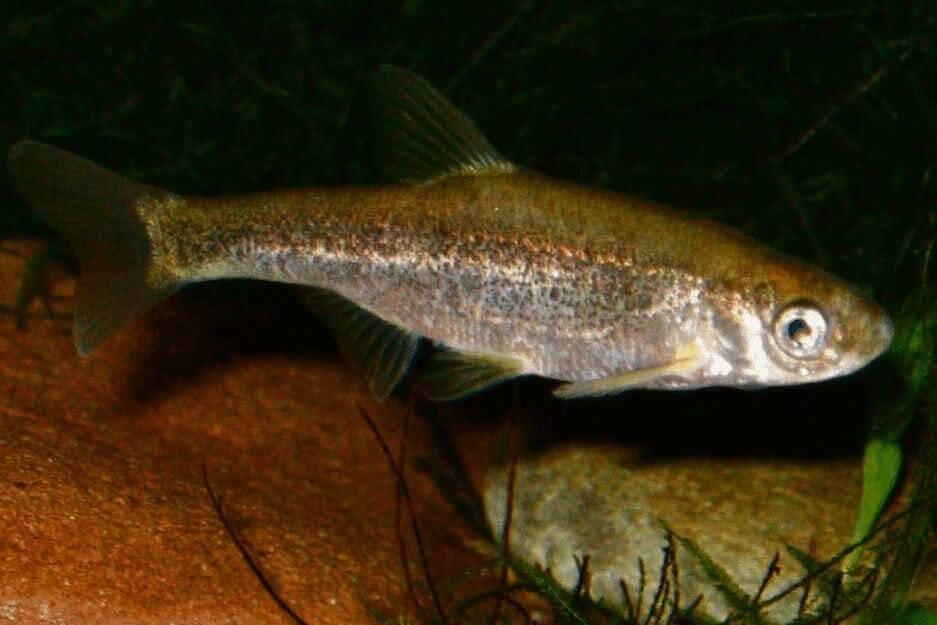 Saramugo deu a ganhar 25.000 euros no Joker da RTP1