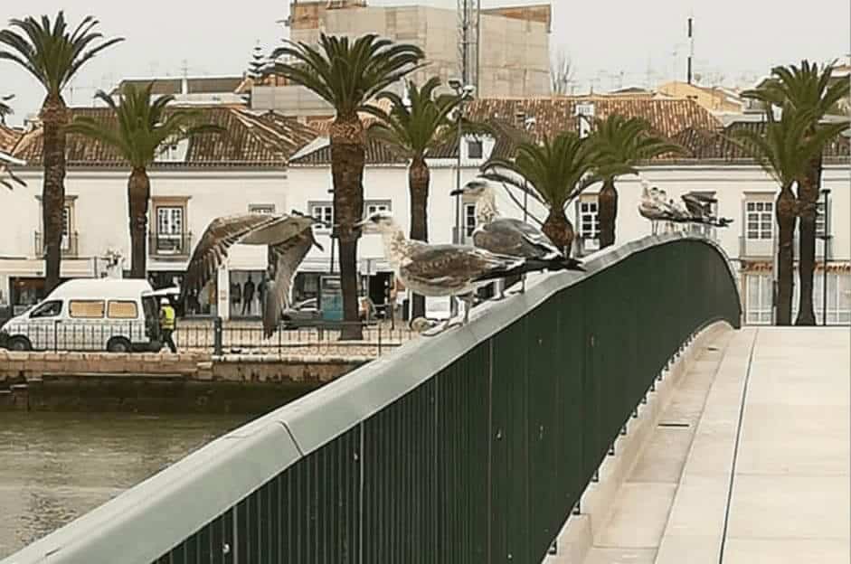 Tavira já tem seis pontes