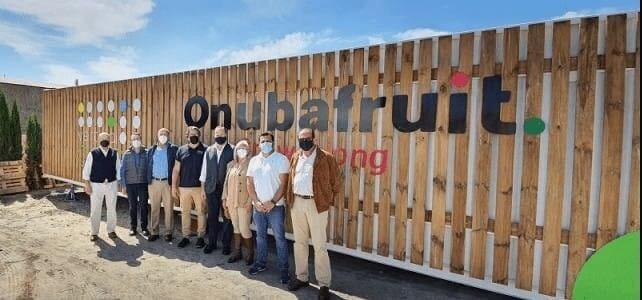 Morangos cultivados em contentores reciclados