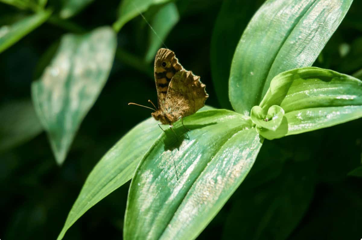 Mais de 200 espécies de invertebrados registadas em Mértola