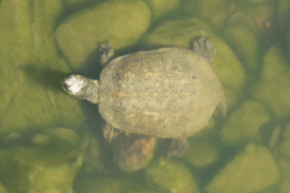 Cágados mediterrânicos nadam em afluente do Guadiana