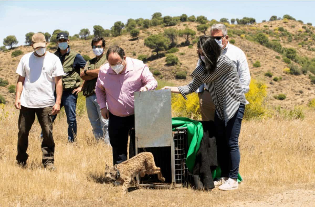 Proteção aos linces nas estradas em Mértola e Alcoutim