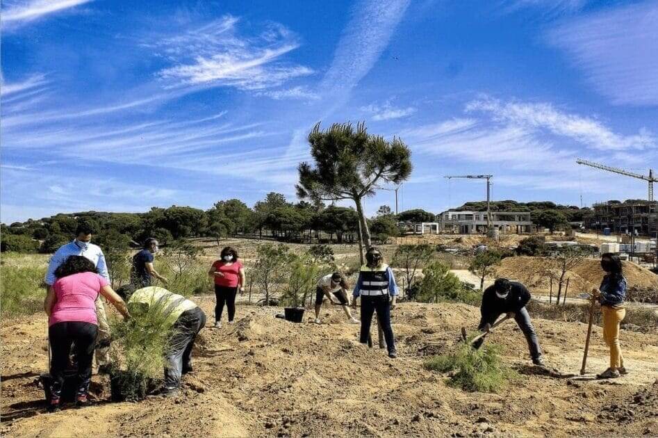 Terras da Verdelago plantam árvores autoctones