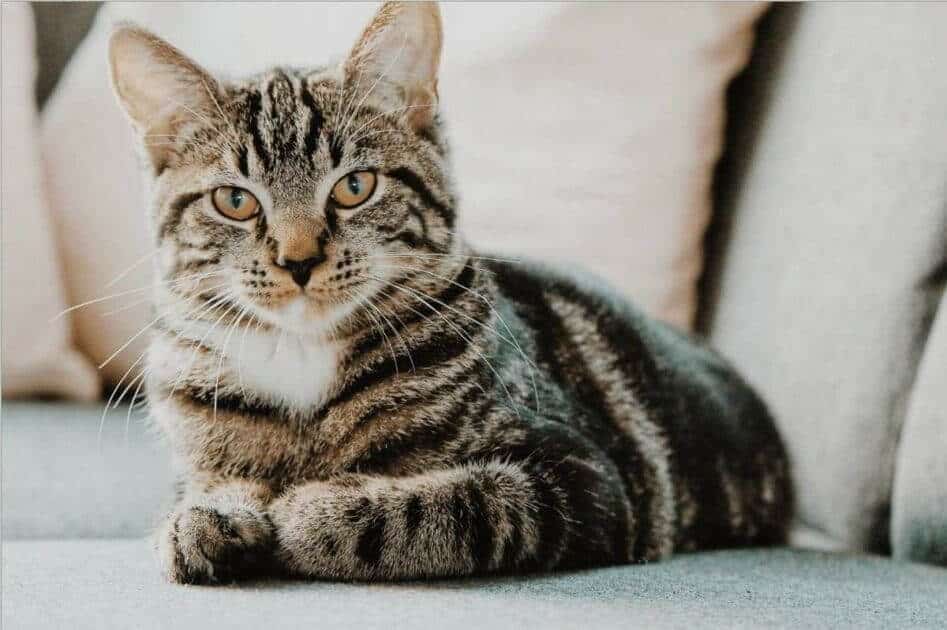 Luz verde para o Provedor do Animal