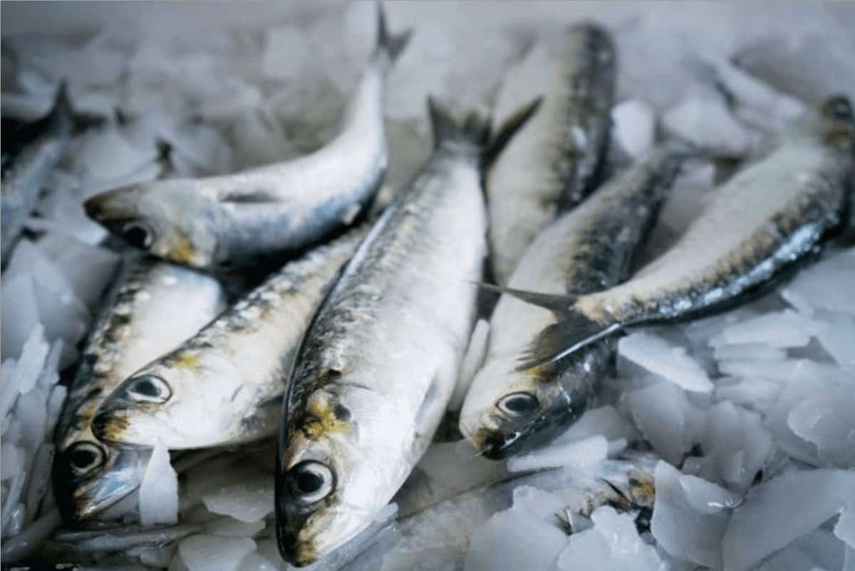 Quota da sardinha agrada a pescadores do Algarve