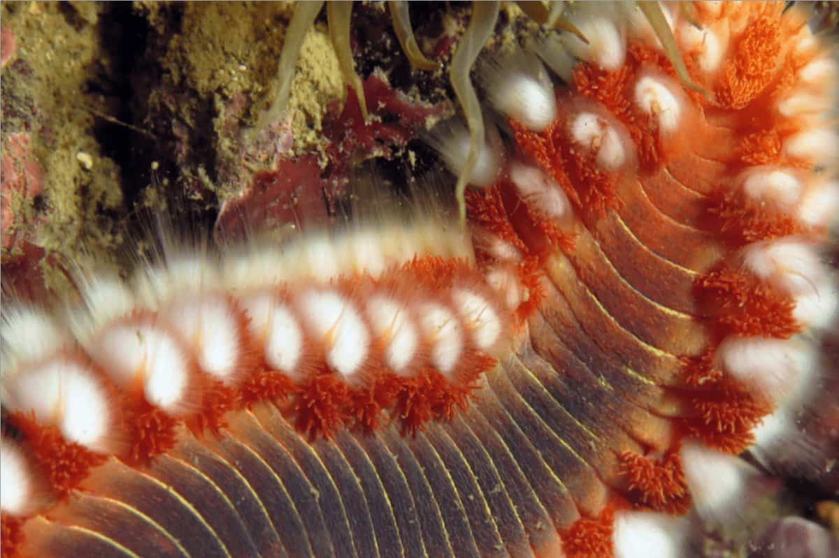 NEMA organiza expedição fotográfica submarina ao “verme de fogo”