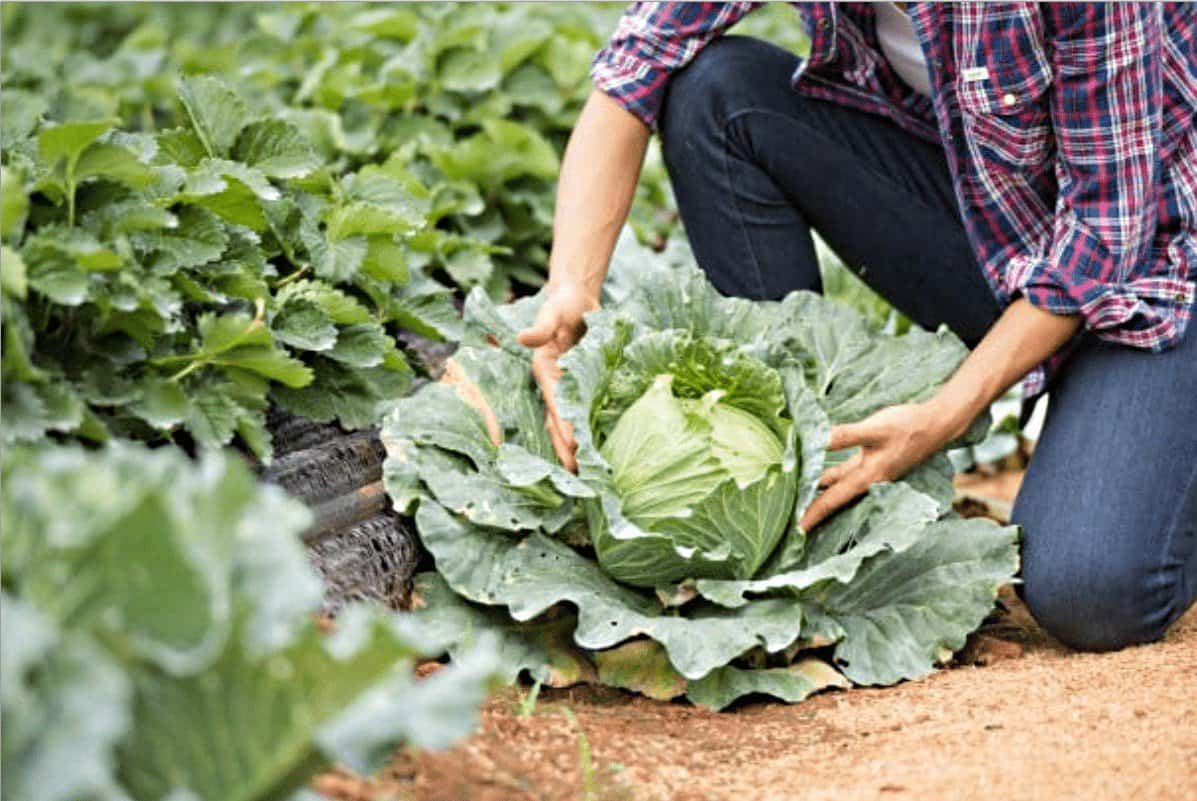 Produtores locais do Algarve procuram organizar circuitos