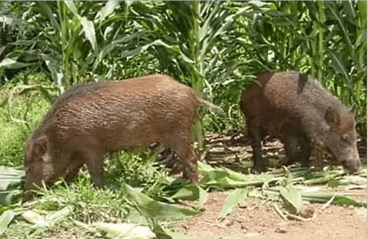 Caça ao javali autorizada em menos de 400 hectares