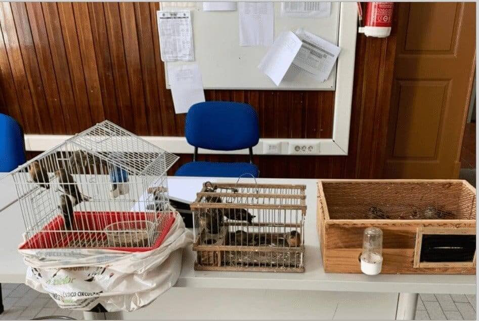 Seis aves apreendidas em fiscalização à «Feira dos Passarinhos»