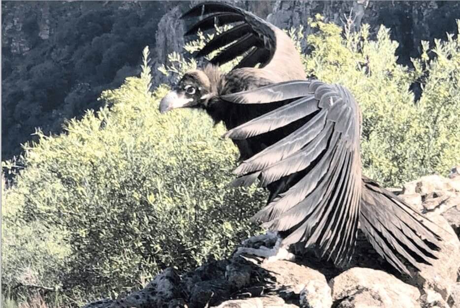 CNF equipa primeiro grifo-de-rüppell com GPS