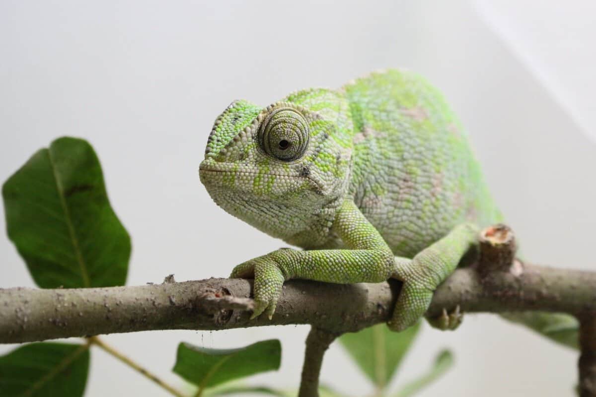 RIAS de Olhão devolve camaleão à Natureza