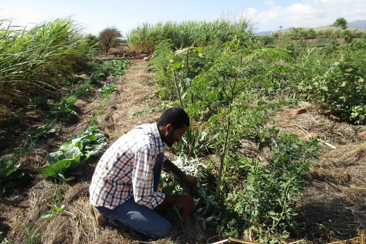 ADPM de Mértola em Cabo Verde