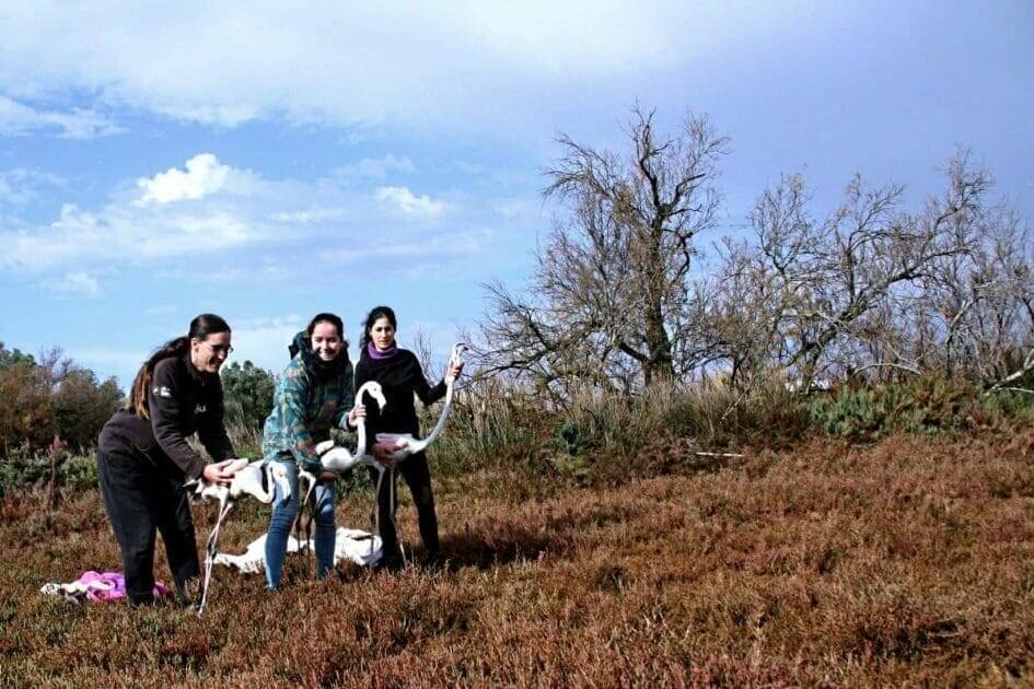 Aves presas em redes de pesca