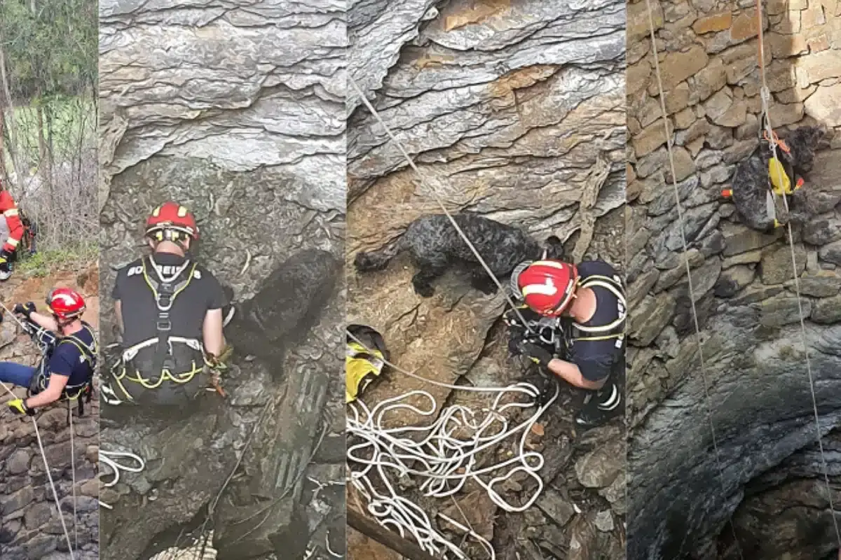 Cão salvo de um poço pelos Bombeiros de Lagos