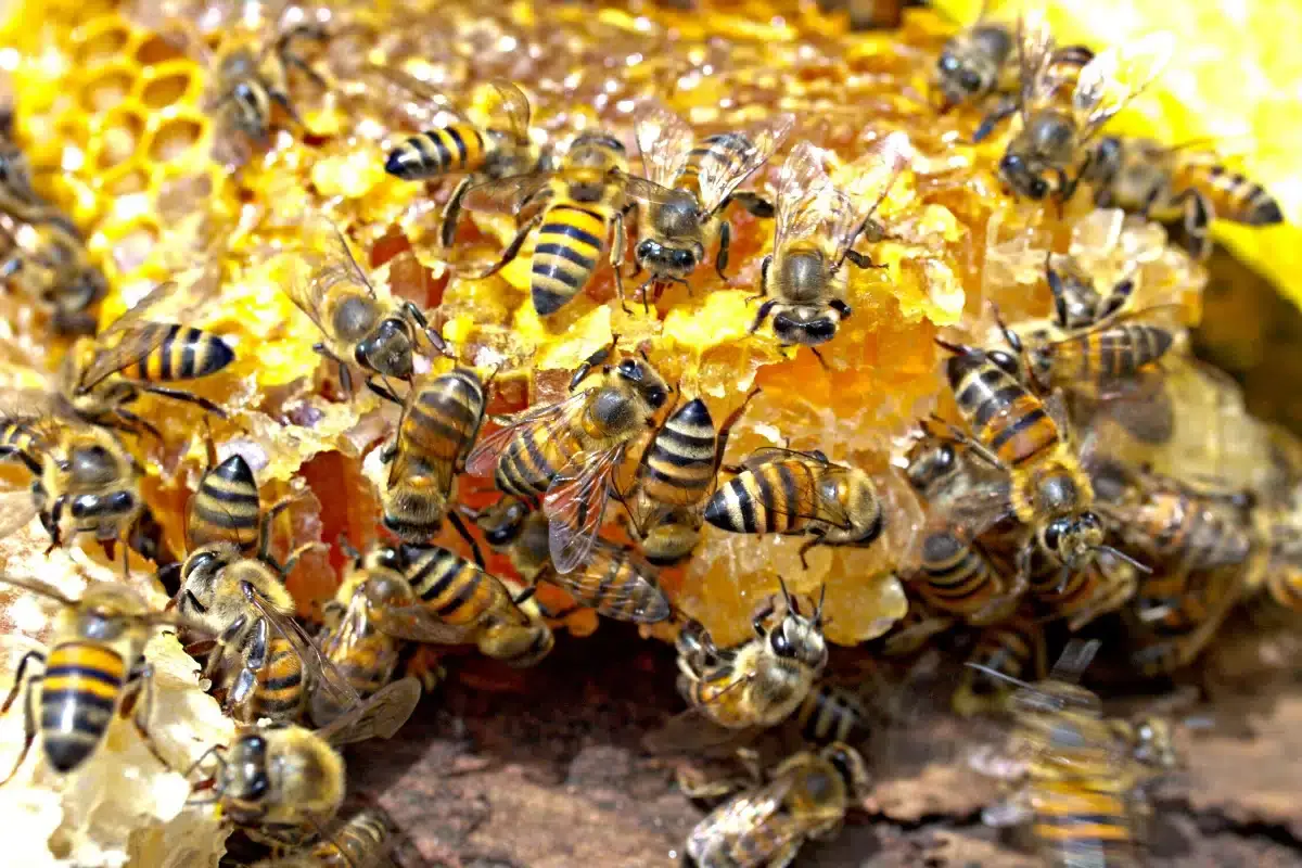 “Juntos pelas Abelhas”