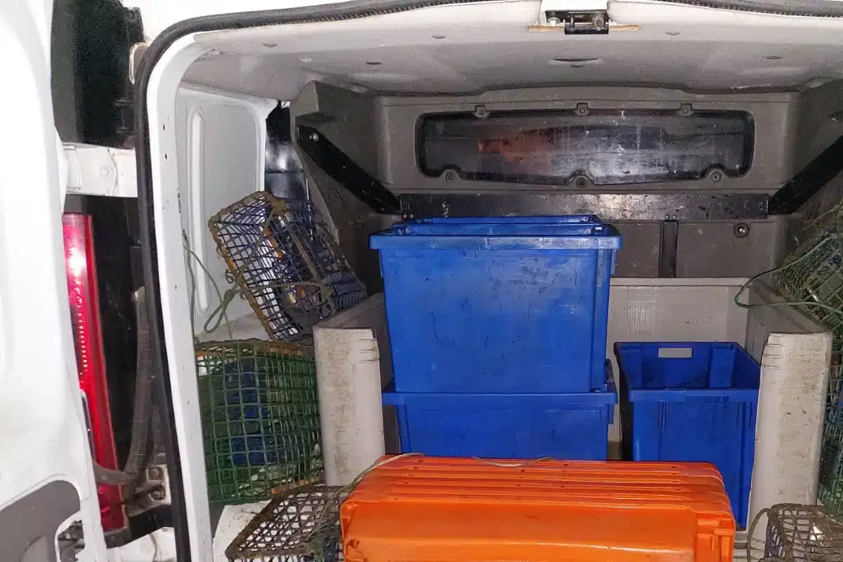 Polvo apreendido em Tavira