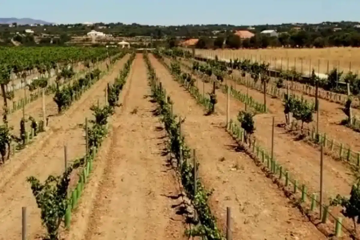 Municípios vinícolas do Algarve candidatos a relevo europeu