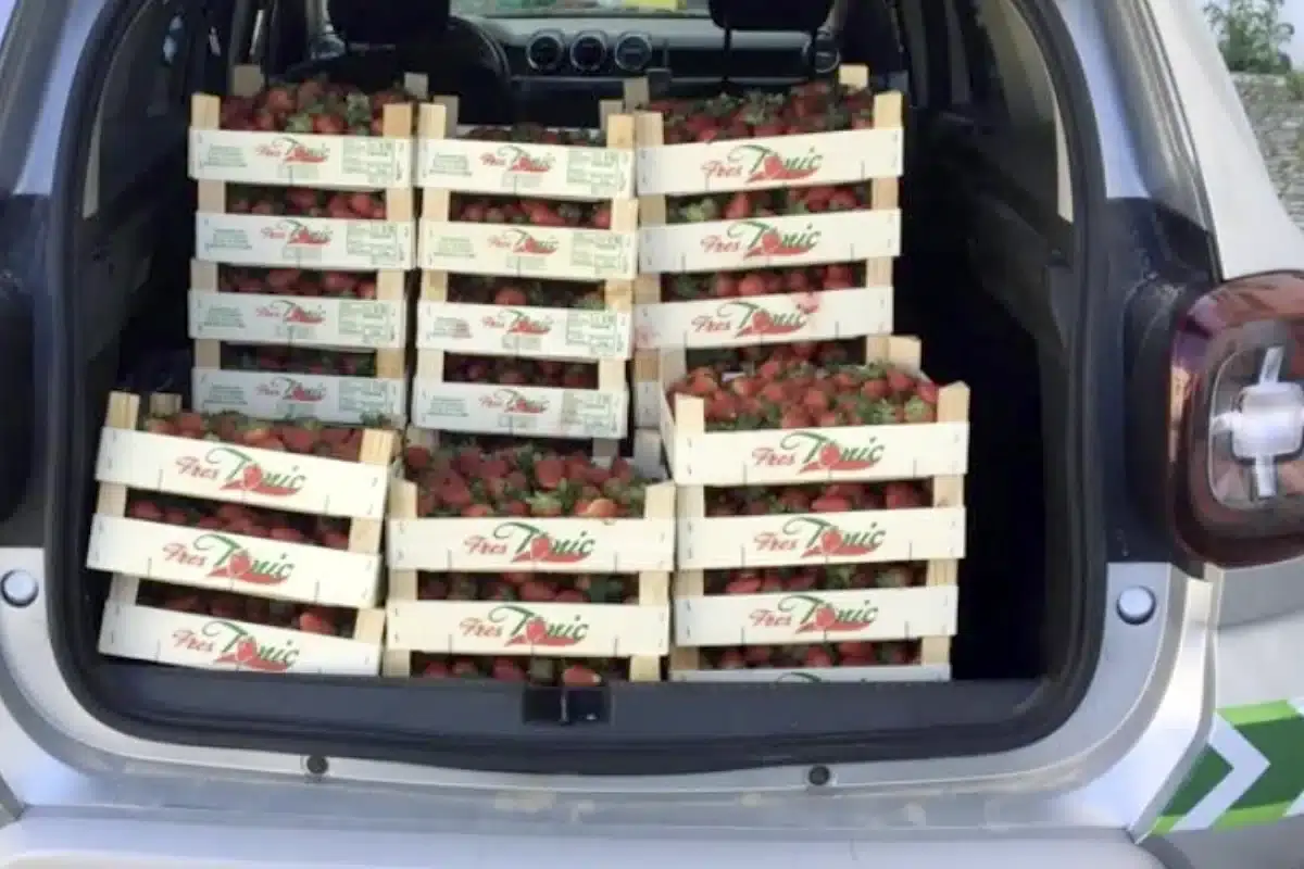 Morangos apreendidos entregues a centro social