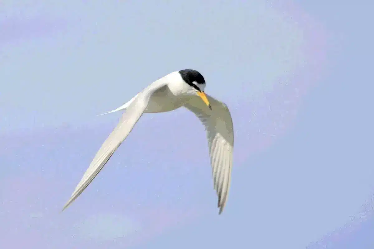 Dunas e aves sensibilizam residentes na Ria de Alvor