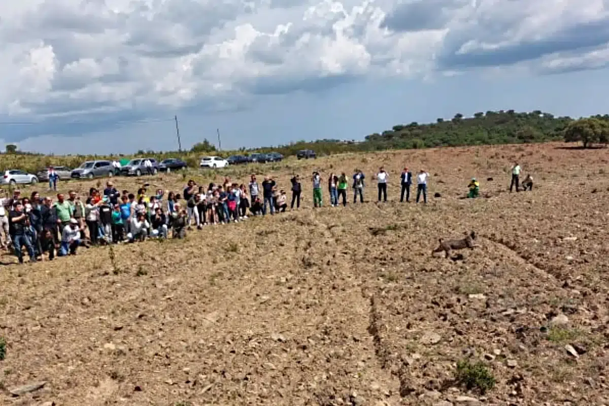 Novos linces libertados em Alcoutim