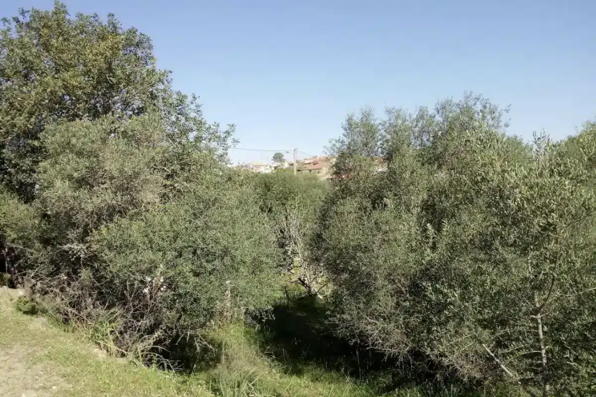 Proprietários temem roubos de alfarroba