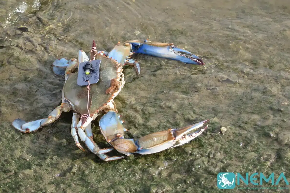 Caranguejo azul marcado no Guadiana