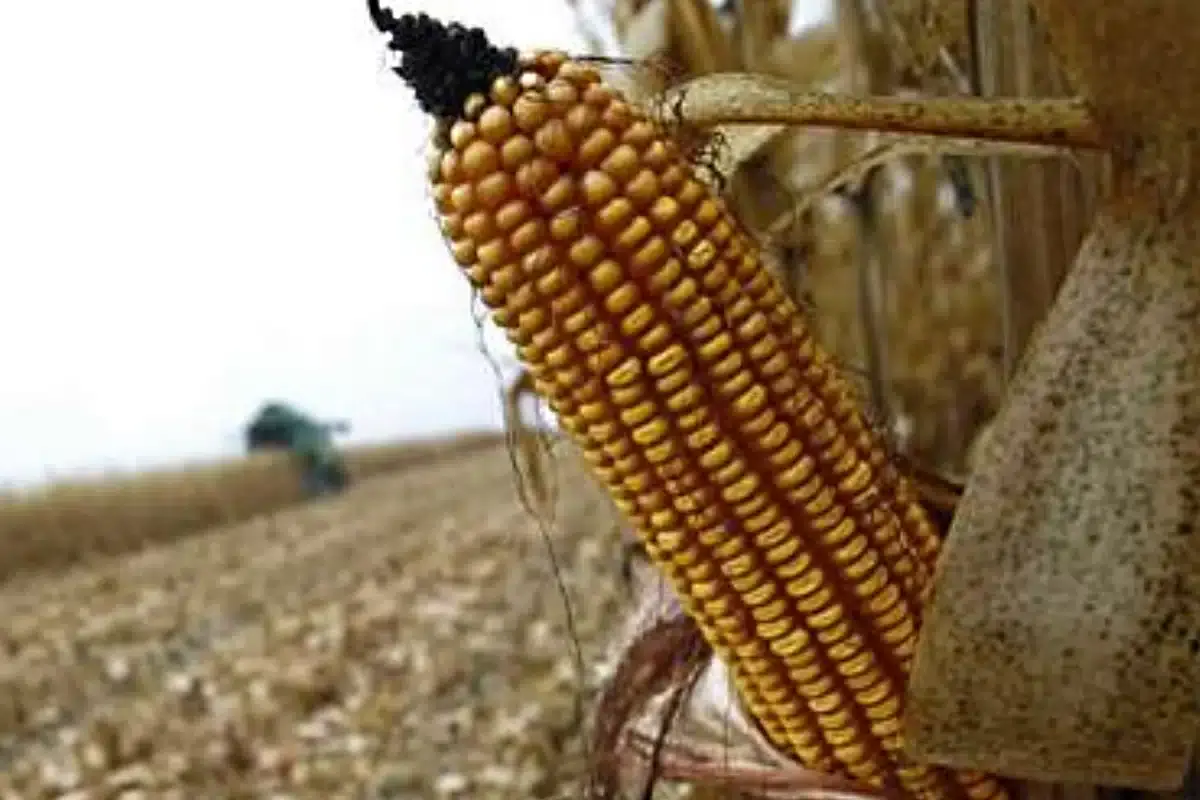 Novas sementes em África