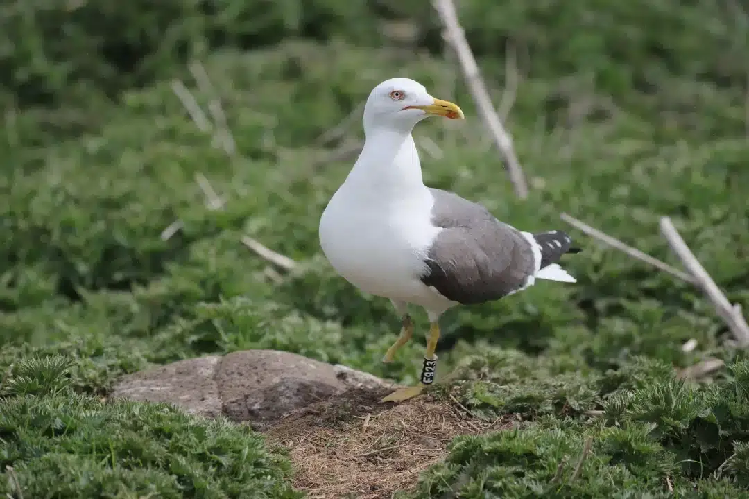 Gaivota tratada pelo RIAS viaja entre Portugal e o Reino Unido