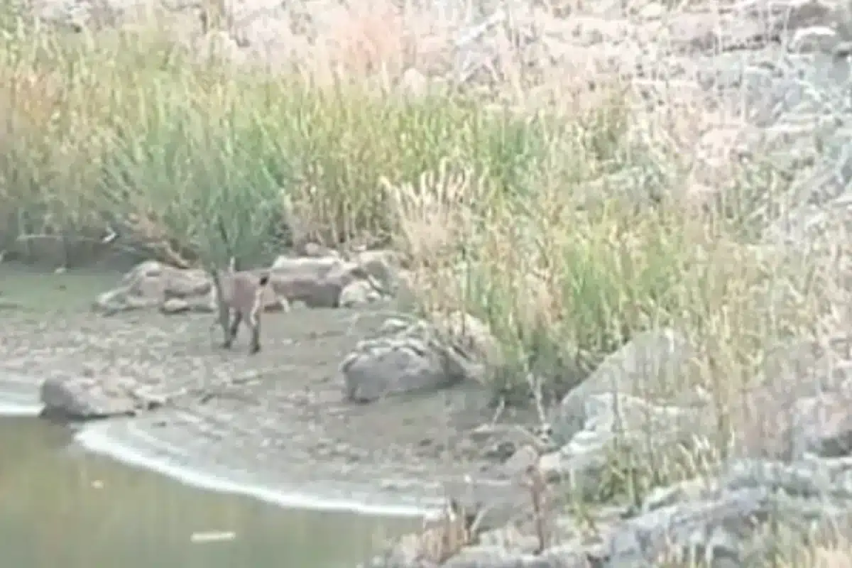 Lince Ibérico com presa nos dentes (c/vídeo)