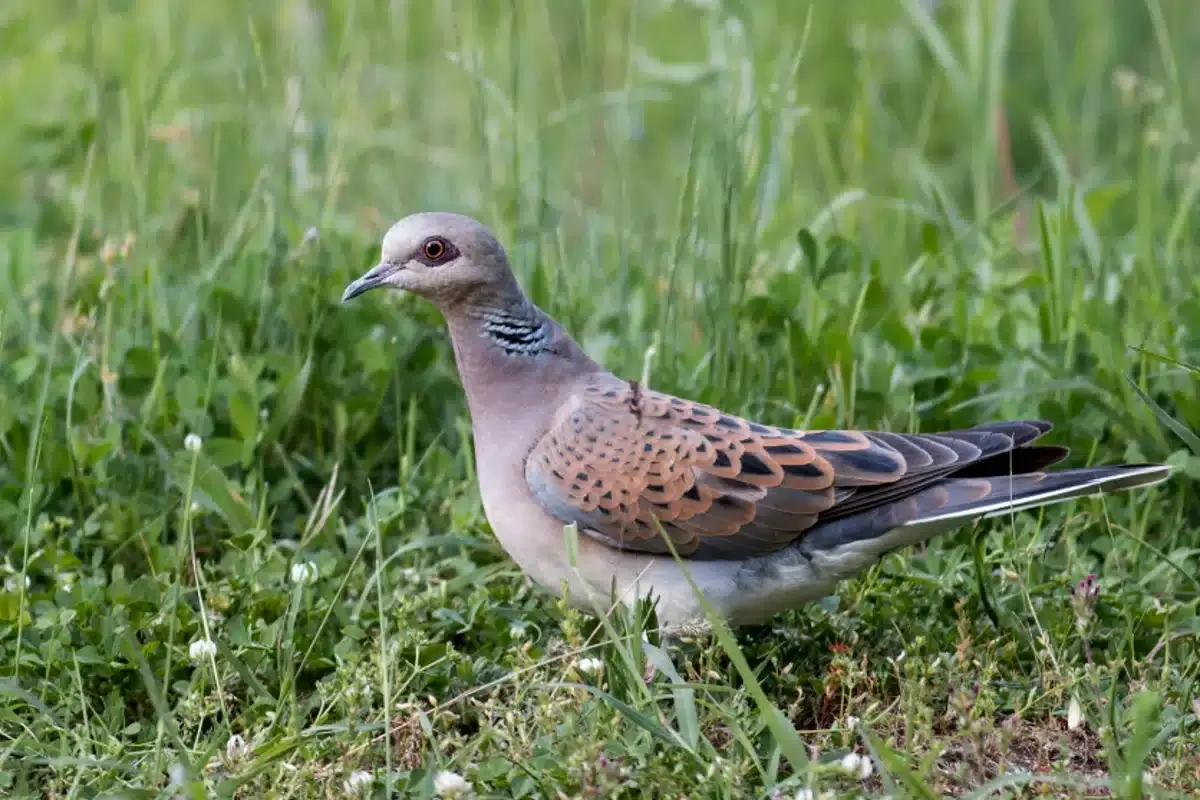 Suspensa a caça à rola-brava até 2024