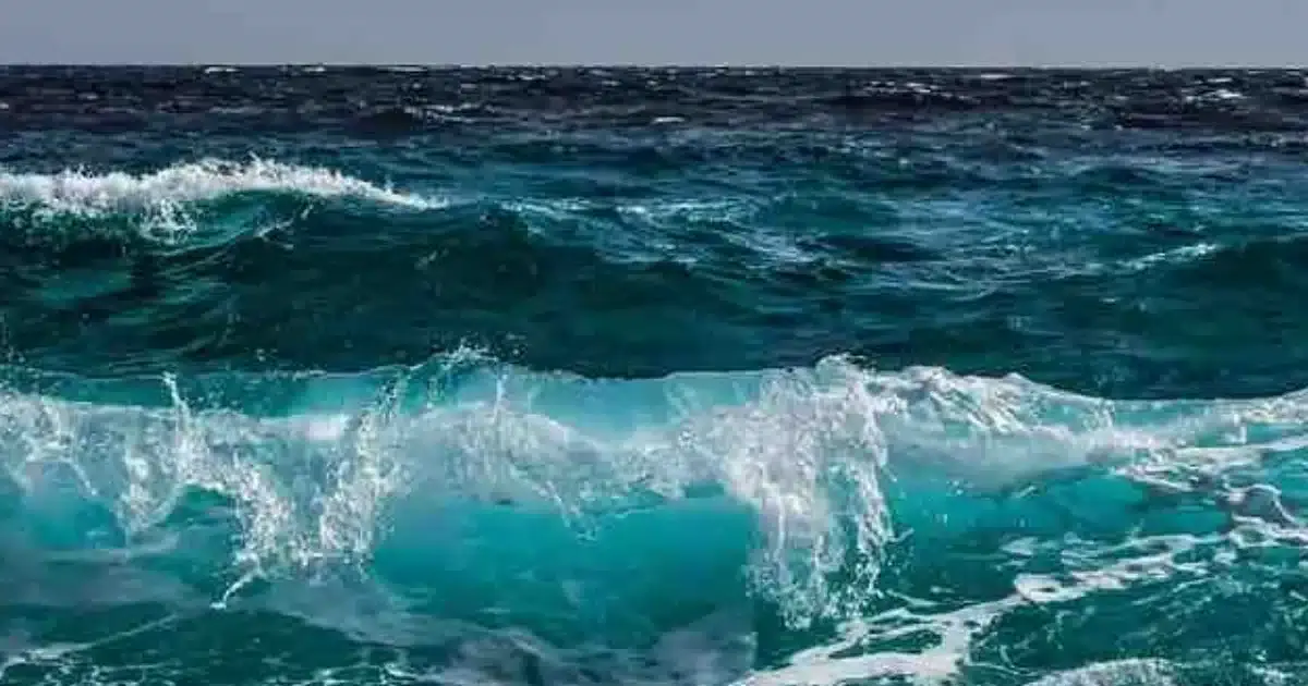 Ações coletivas para salvar o Oceano e o Clima