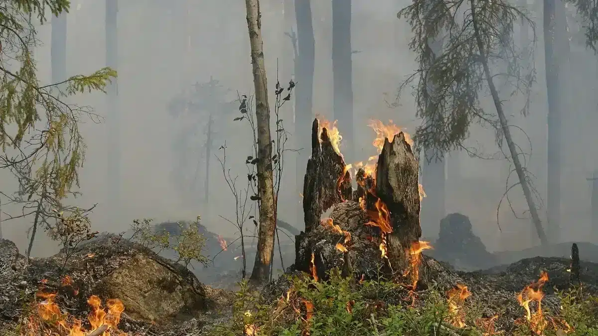 20220630 02 incendios rurais