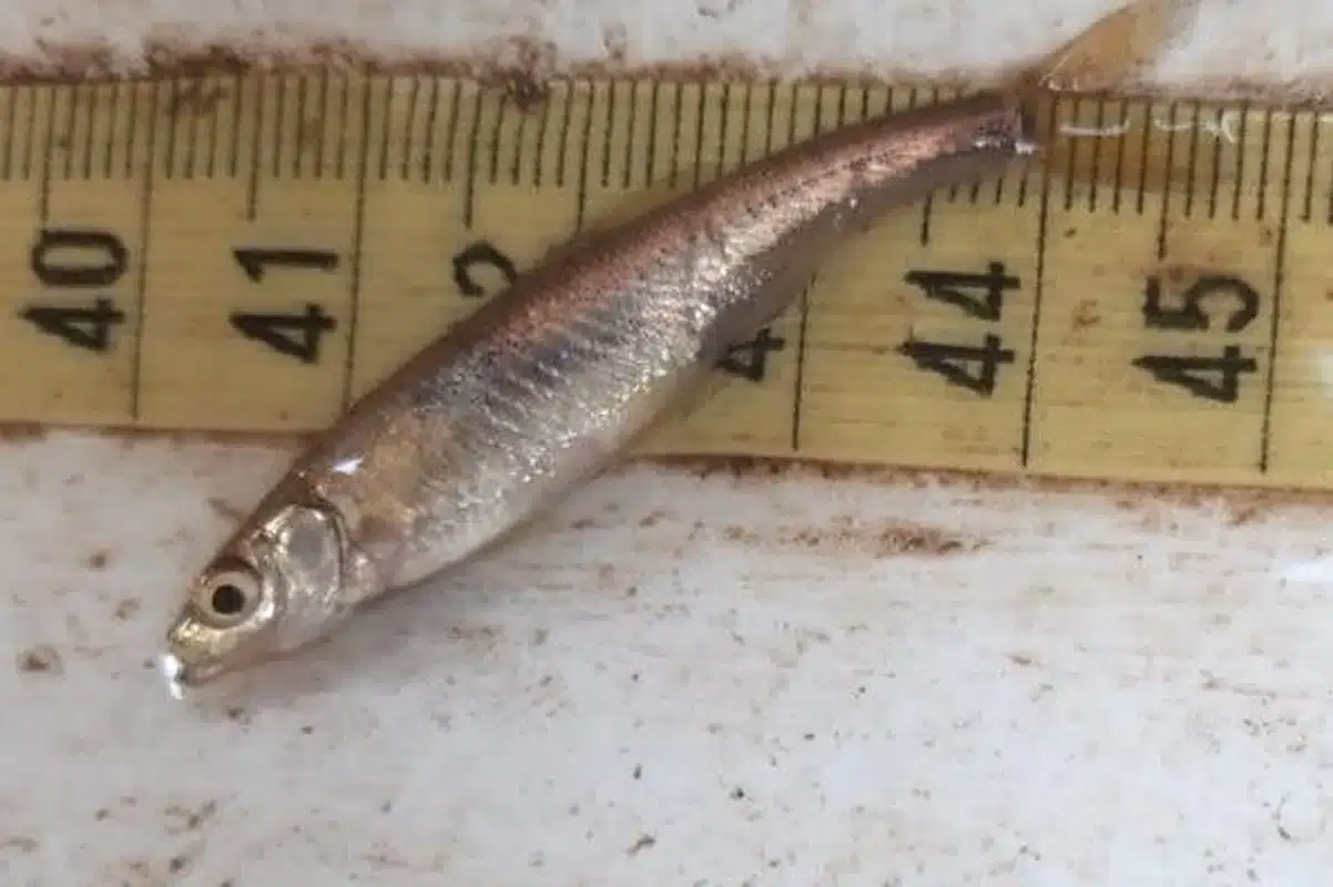 Um peixe a ser salvo que só existe no rio Guadiana