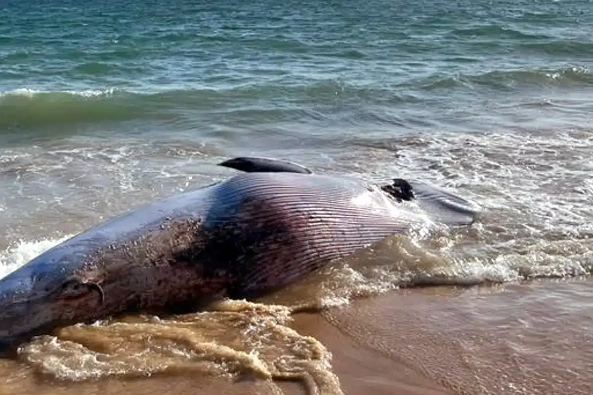 Baleia morta volta a aparecer em Armação de Pera
