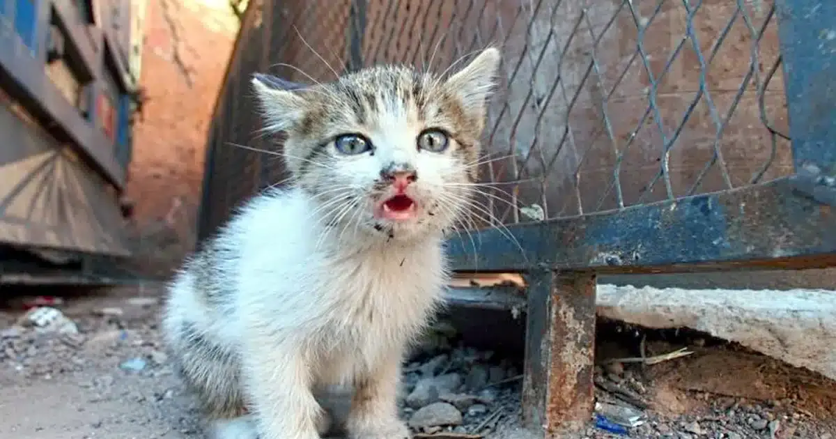Gatos voltam à rua em Castro Marim esterilizados e com microchip