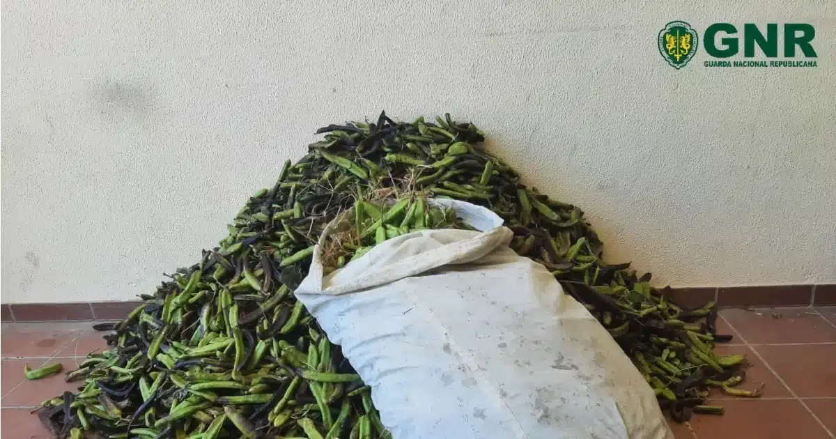 Produtores de alfarroba convocam manifestação