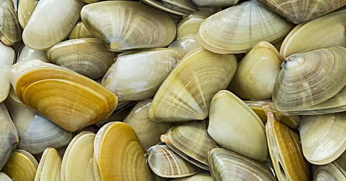 Multas por apanhar conquilhas em praias de Ayamonte