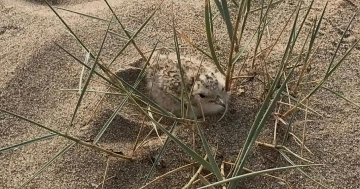 Ninhos de aves marinhas protegidos em Los Haraganes, Ayamonte